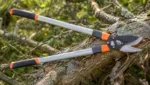 Astschere fuer Totholz verwenden: Abgestorbene Aeste sicher entfernen