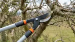 Astschere fuer den Verjuengungsschnitt nutzen: Alte Gehoelze zurueckschneiden