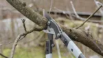 Astschere fuer dicke Aeste verwenden: Schnitttechnik und Vorgehensweise