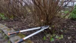 Straeucher mit Astscheren zurueckschneiden: Praktische Tutorial-Anleitung
